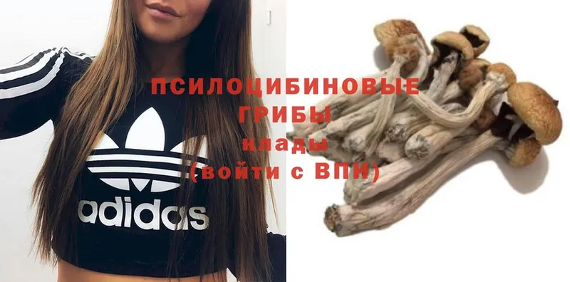 что такое   Сорочинск  Псилоцибиновые грибы MAGIC MUSHROOMS 